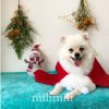 12月のお友達◎