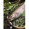 釣果報告です。