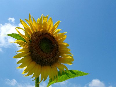 上川養鱒場たより 8月17日