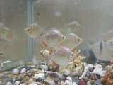 最新入荷魚