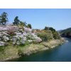 江戸時代から続く美しい桜淵公園の満開の桜を楽しんで来ました。13