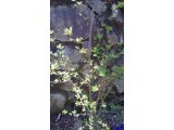 山椒の葉