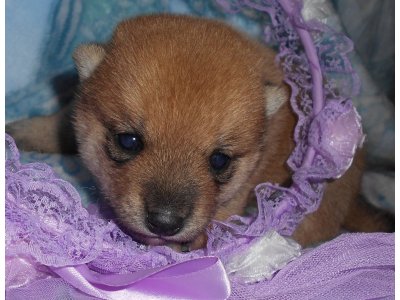 豆柴子犬達、可愛く成長しています。