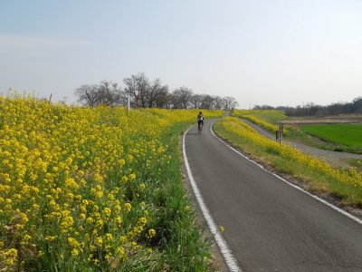 菜の花