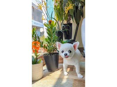クーちゃん