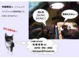光療術院 にゃんこ劇場