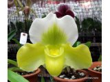 沖縄県の綺麗な蘭の花「第34回全沖縄蘭展示会見学