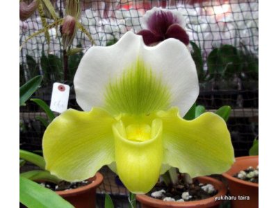 沖縄県の綺麗な蘭の花「第34回全沖縄蘭展示会見学