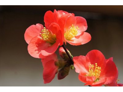 花めく