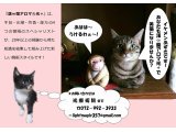 光療術院(ひかりりょうじゅついん)にゃんこ劇場