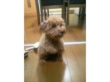 愛犬日和♪