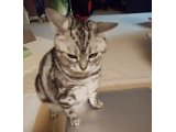 今日は猫の日