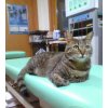 今日の患者さんは、猫のサラちゃんです。