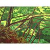 佐々木葉子「光と森の水彩画展」始まりました！