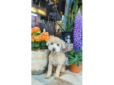 ティアラちゃん