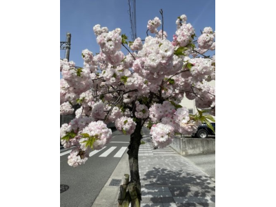 明日２３日（日）の営業時間についてのお知らせ