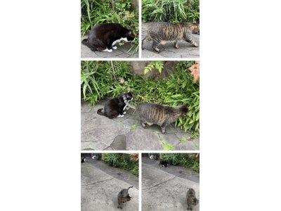 おはようございます。光療術院のにゃんきーずです。