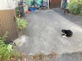 おはようございます。光療術院のにゃんきーずです。
