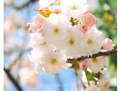 アトリエの桜が満開です