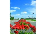 沖縄県の青い空と花