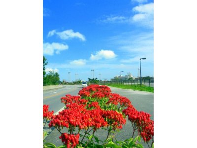 沖縄県の青い空と花
