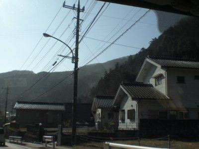 青梅の花粉