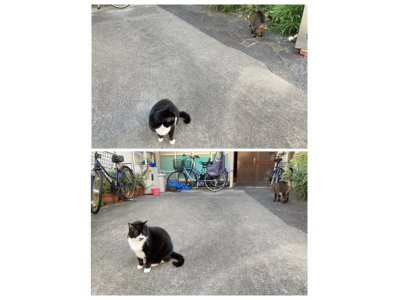 おはようございます。光療術院のみぃこ&あずきです。