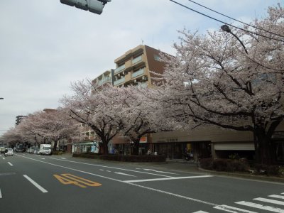 桜満開