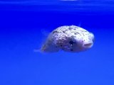 ハリセンボン