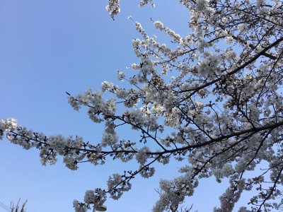 さくら
