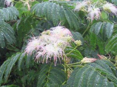 雨に濡れたネムの花