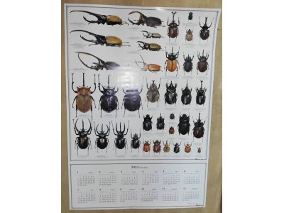 昆虫カレンダープレゼント