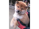 今年の、初商いになりました。