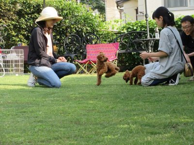 トイプードル姉妹の再会：プライベートドッグランに里帰り