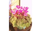お花いただきました。