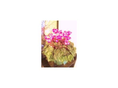 お花いただきました。