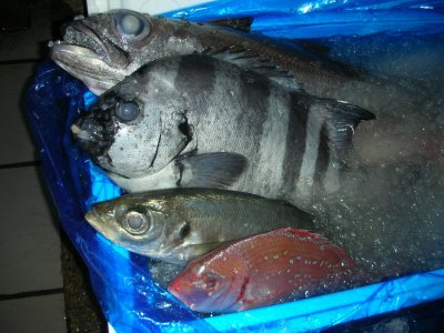 再び千葉・保田漁港より少量ながらバキバキの鮮魚入りました。
