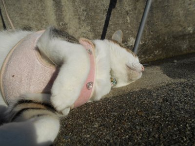 地元では花火が上がります。