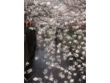 ドラマの舞台にもなった、目黒川の桜です。