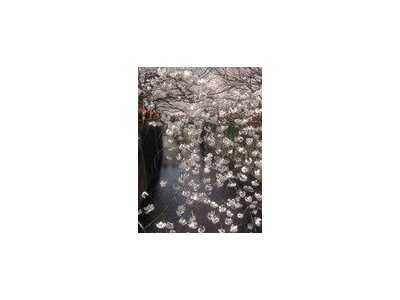 ドラマの舞台にもなった、目黒川の桜です。