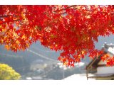 ★　大原では紅葉が赤く染め上げシーズン真っ盛りです。