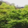 東福寺の新緑♪