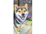 こてつくん