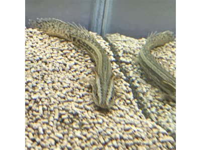 ビキール