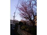 近所の梅
