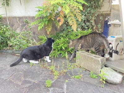 おはようございます。光療術院のちょびすけ&あずきです。