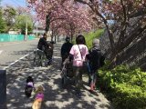 桜並木