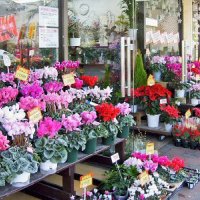 Flower shop 花憐