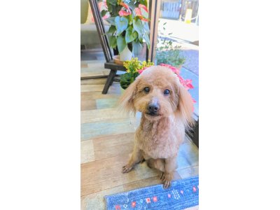 ゴンタくん