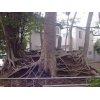 ＜小さな小さな、中野木・八坂神社　中野木公園の不思議＞　③